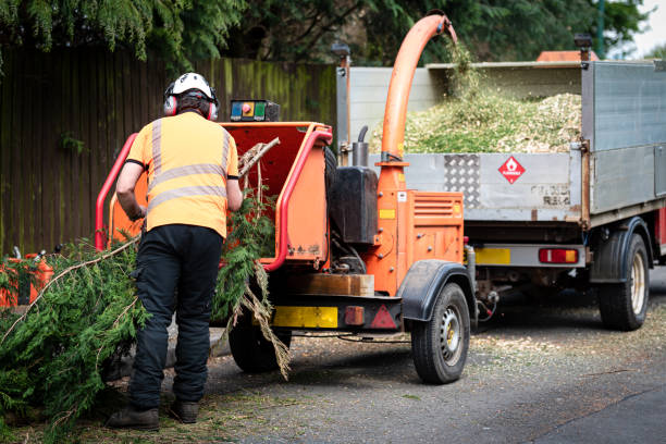 Best Tree Care Services  in Arroyo Seco, NM